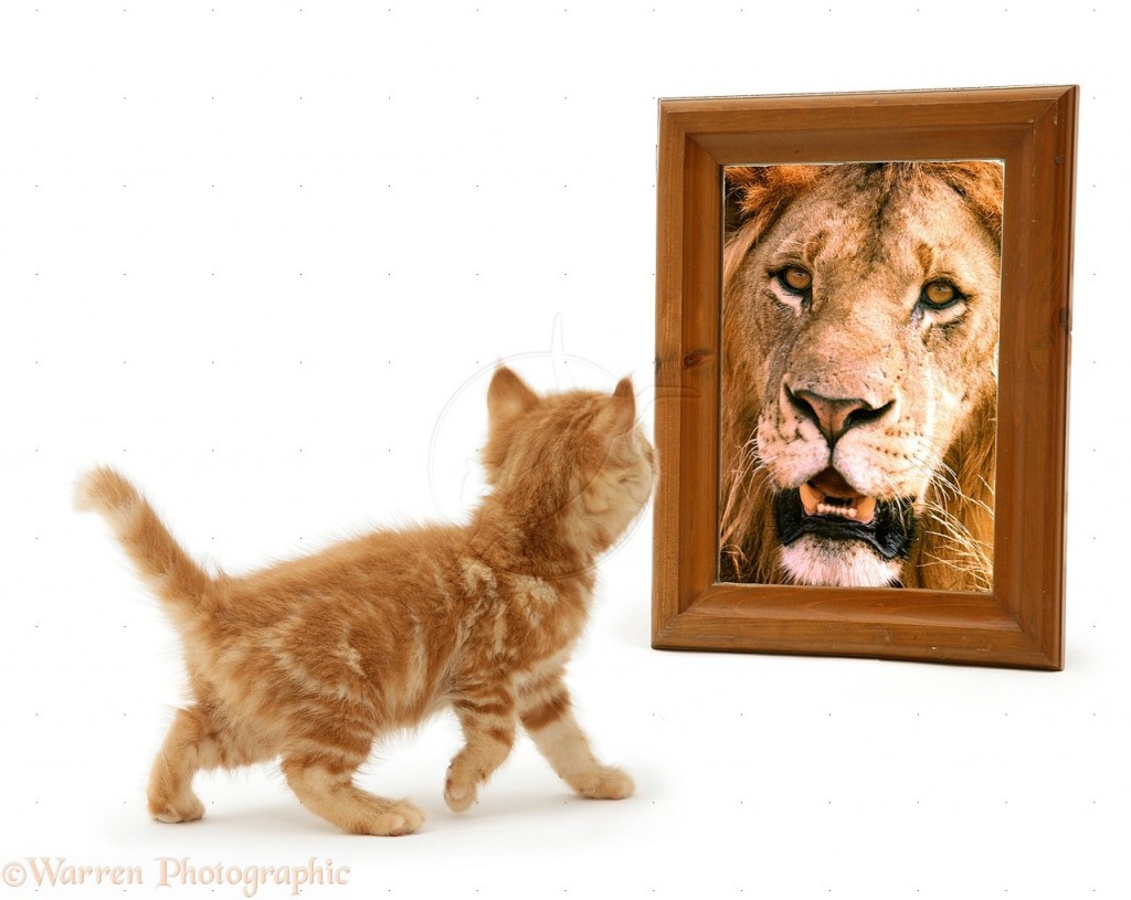 13545-Ginger-kitten-looking-in-mirror-and-seeing-a-lion-white-background
