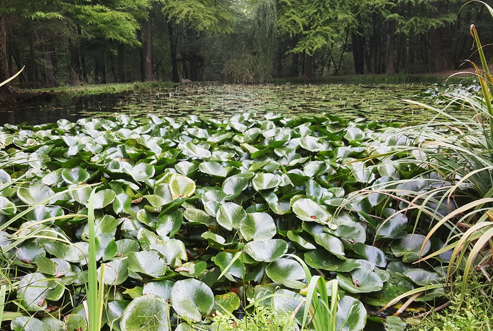 Lacul cu Nuferi Baile Olanesti